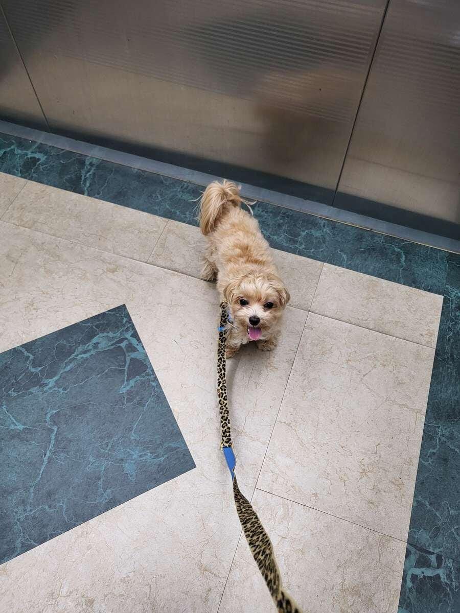 Customer photo review of Gentle Leash Bolt, Long_Forest