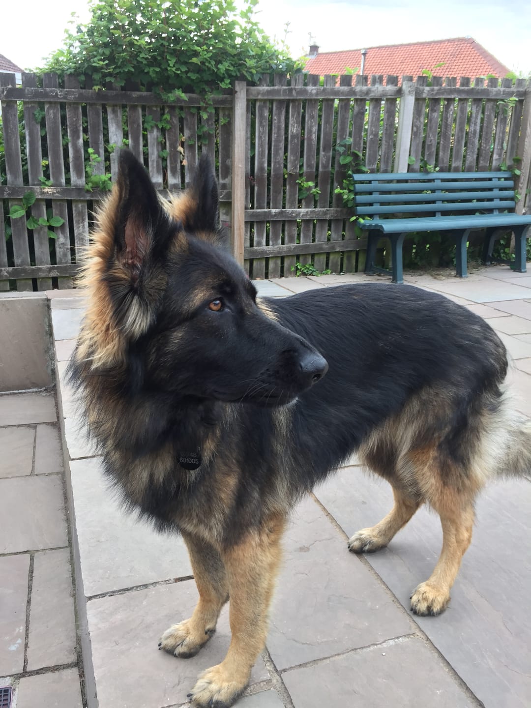 Customer photo review of Green Lipped Mussel Powder For Dogs