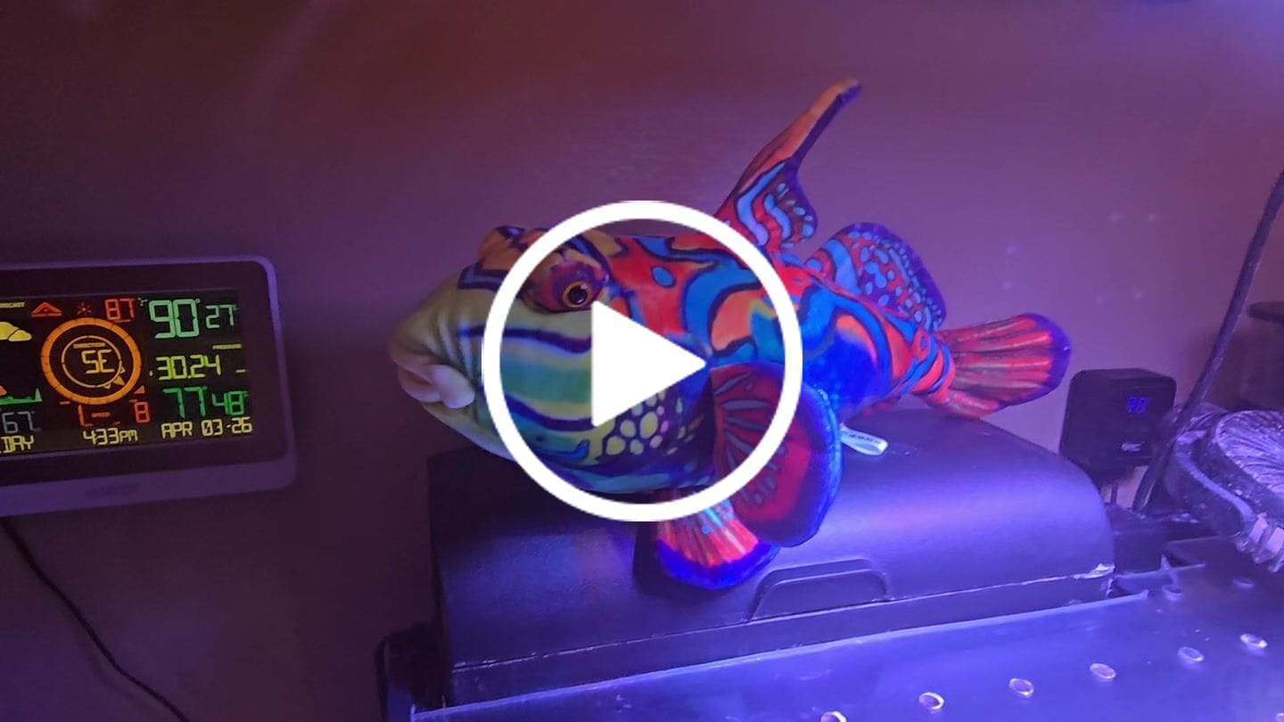 Customer video review of Mandarinfish Soft Stuffed Plush Toy