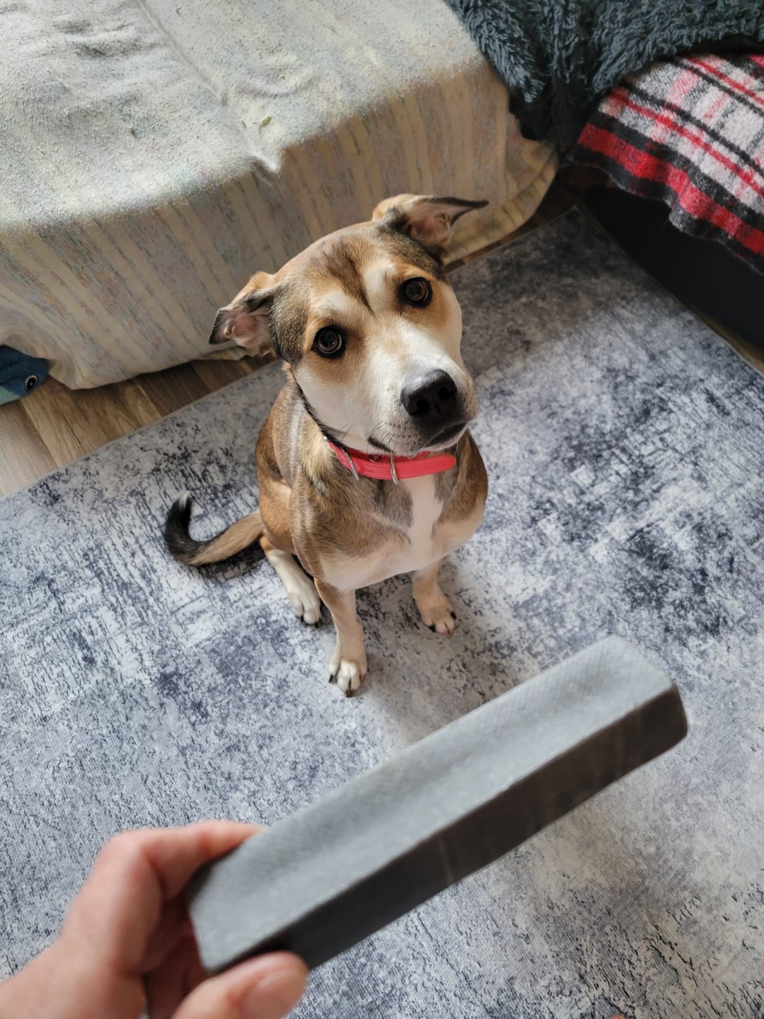 Customer photo review of Blueberry Himalayan Yak Chew (MEDIUM)