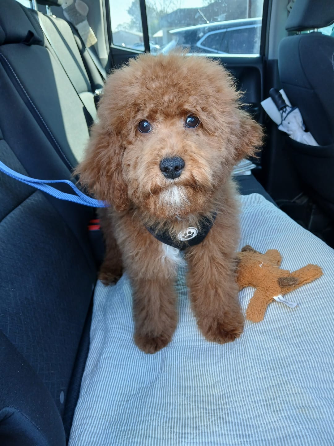 Customer photo review of 2 Pack Headrest Car Dog Safety Seatbelt