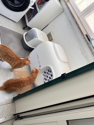 Customer photo review of Self-Cleaning Litter Box