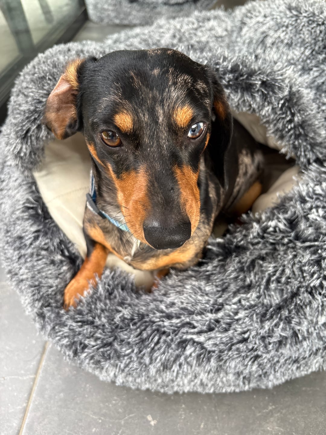 Customer photo review of Pet Cave Dog Bed - Removable Cover