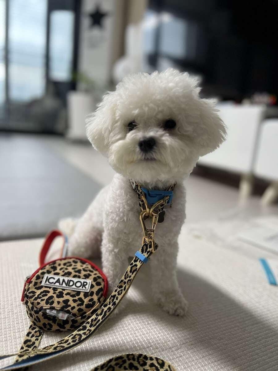 Customer photo review of Gentle Leash Bolt, Long_Leopard