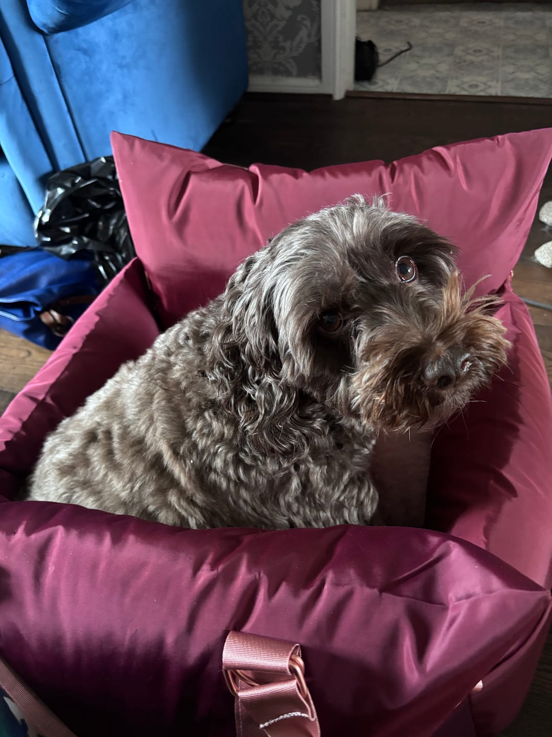 Customer photo review of Travel Dog Pod - Rosewood