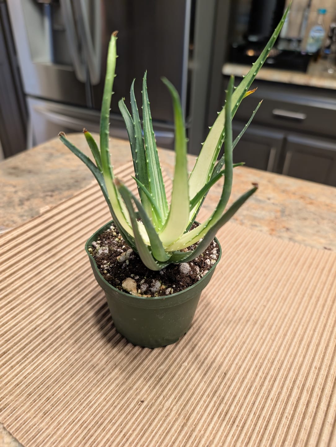 Customer photo review of Aloe ‘Solar Flare’