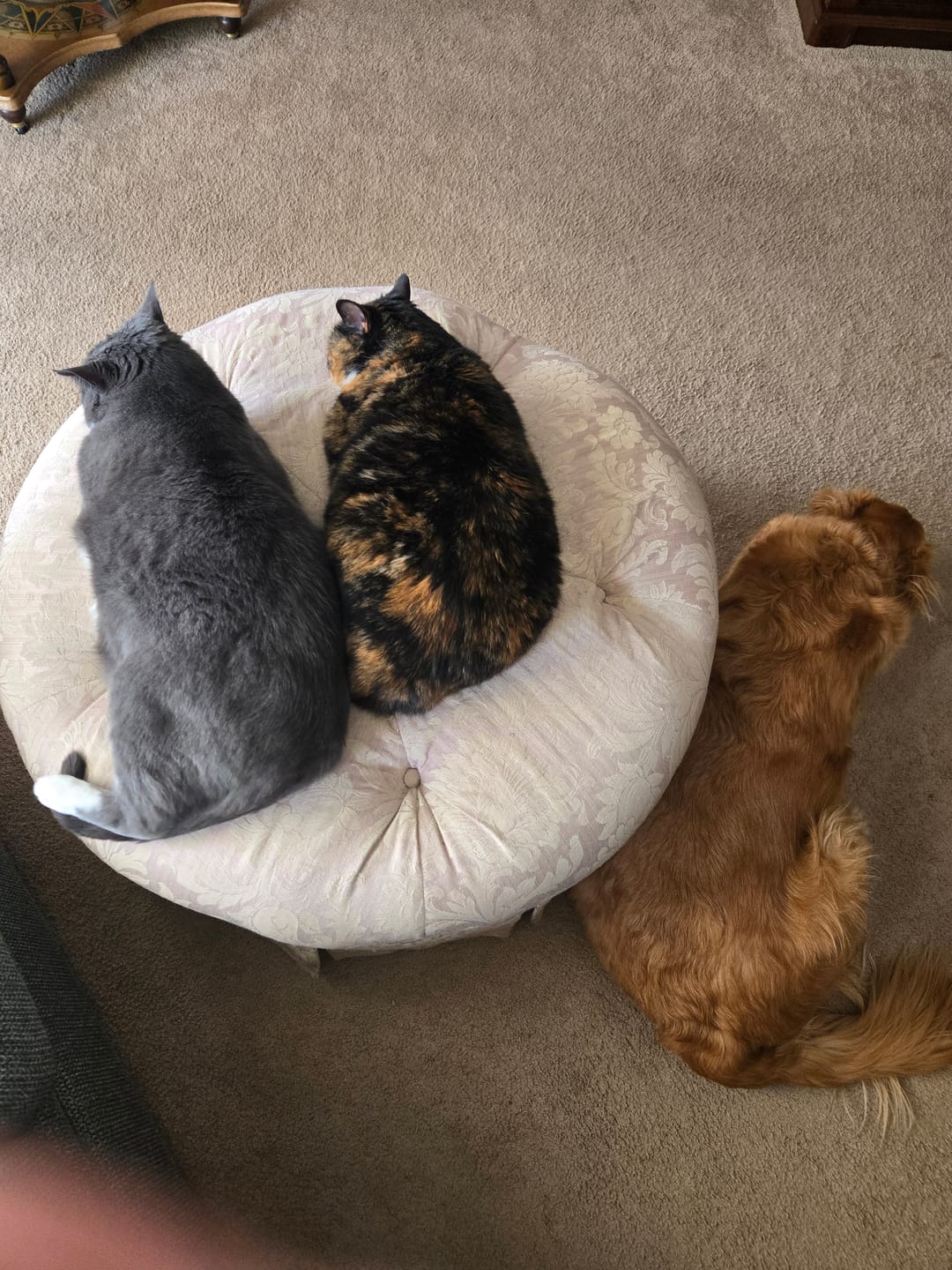 Customer photo review of Breathe Easy Cat Cold, Sneezing & Respiratory Support
