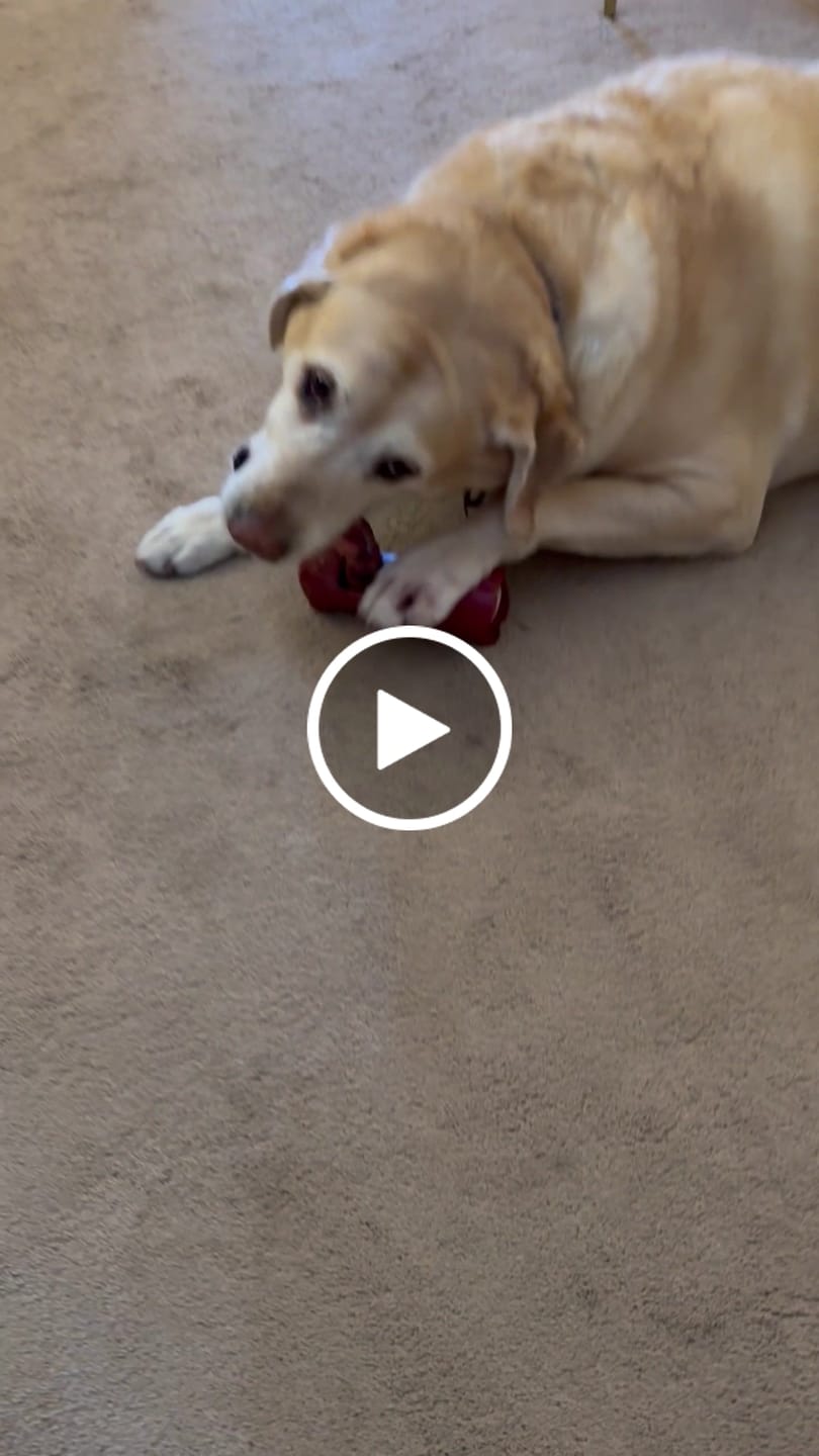 Customer video review of 6 Inch Thick Braided Bully Stick
