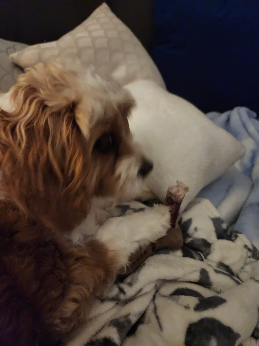 Customer photo review of 6 Inch Jumbo Bully Stick