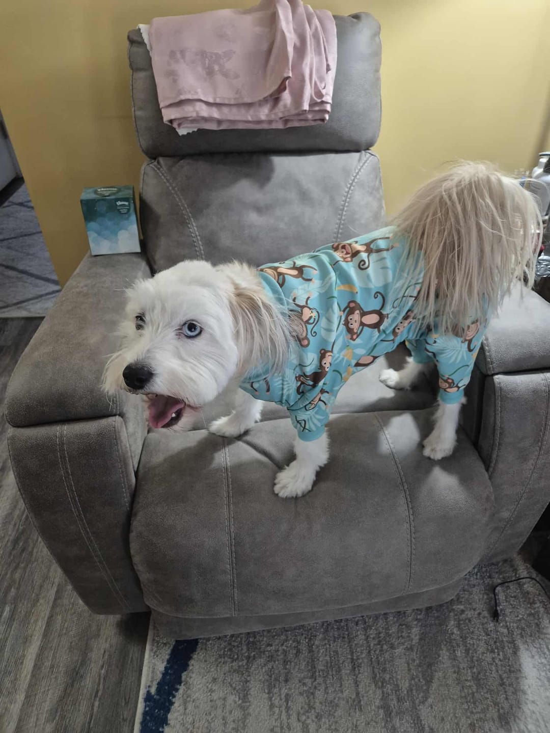 Customer photo review of Dog Pajama - Monkey Business