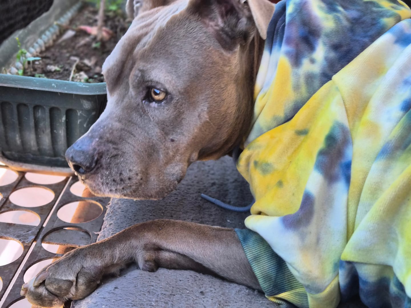 Customer photo review of Velvet Dog Hoodies