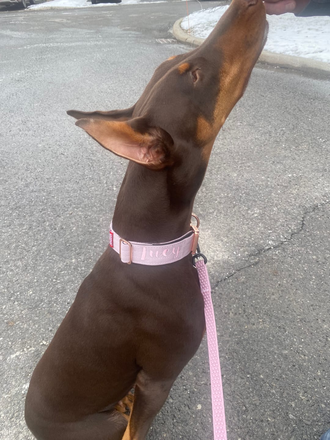 Customer photo review of 1.5" Tacti Dog Collar Slim Luxe - Rose Gold - Sofia