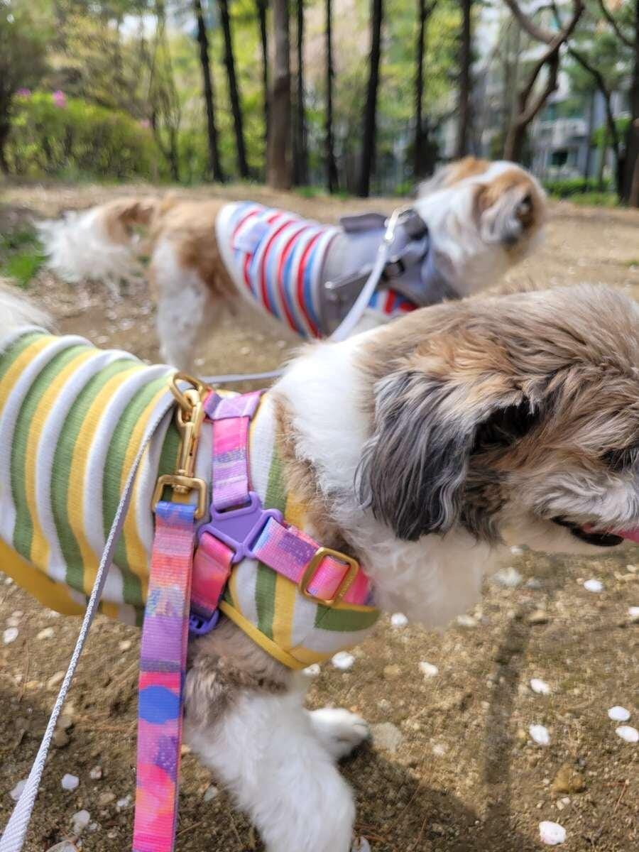 Customer photo review of No-Pull Harness_Urban Checks