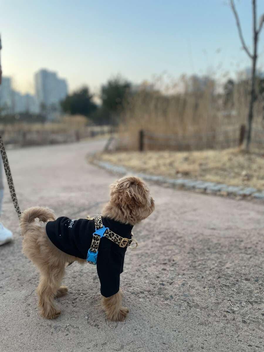 Customer photo review of No-Pull Harness_Leopard