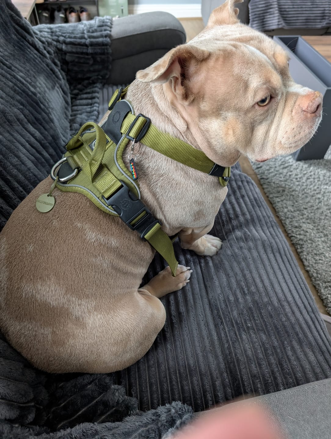 Customer photo review of Dog ID Tag - Khaki (With Gift Box)