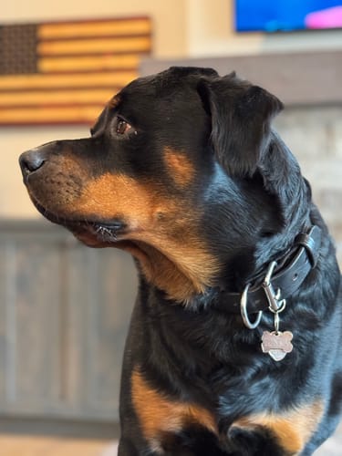 Customer's large Rottweiler wearing a black Big Ass Dog Collar.