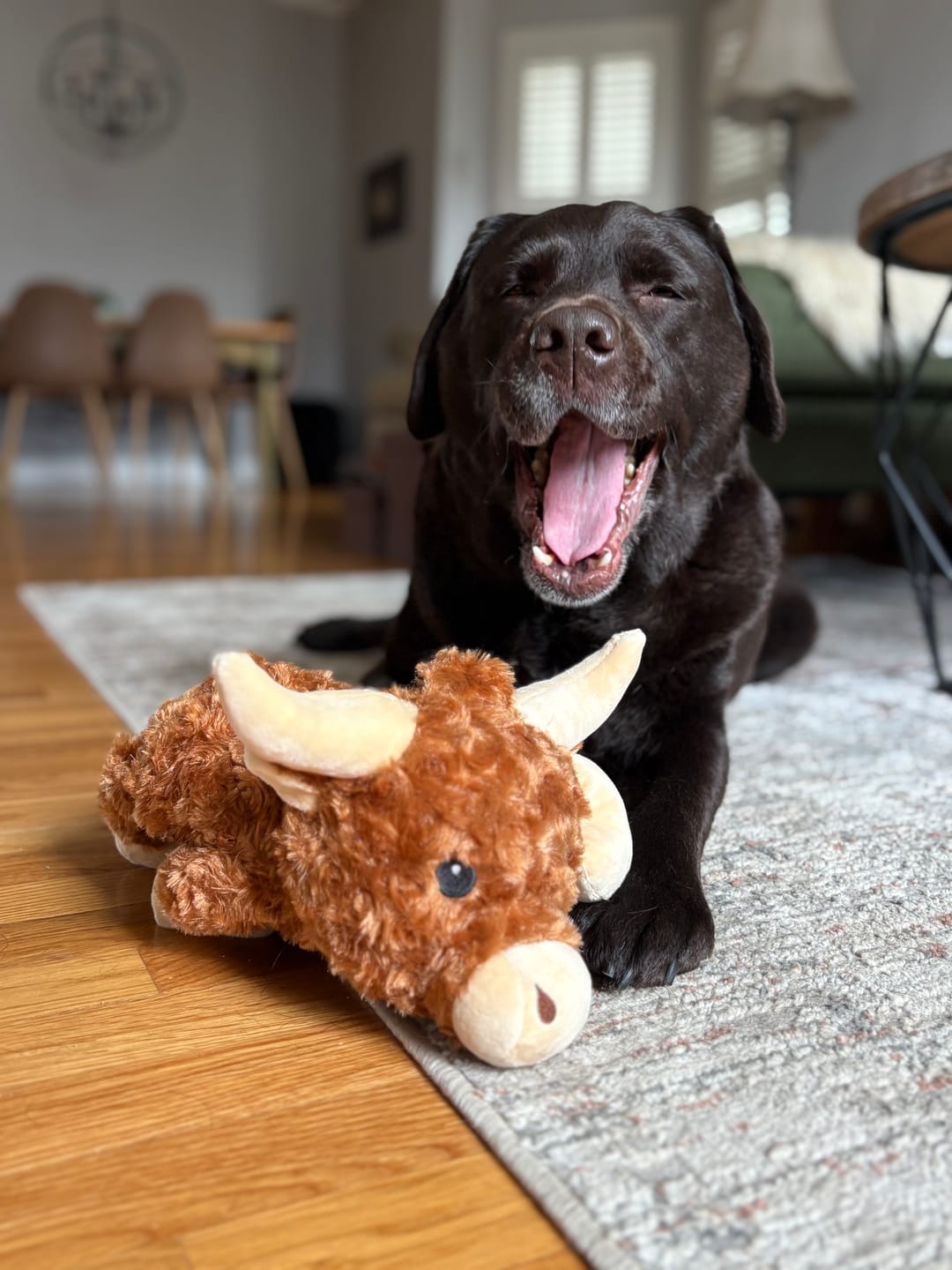 Customer photo review of Calming Cow | New Puppy Kit