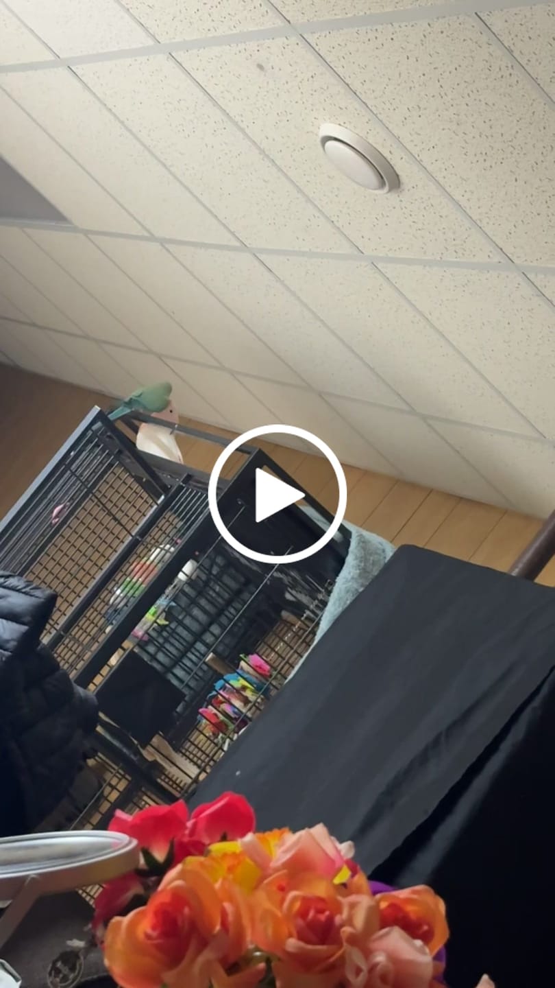 Customer video review of Great Balls of Fun by Cheep Thrills Bird Toys