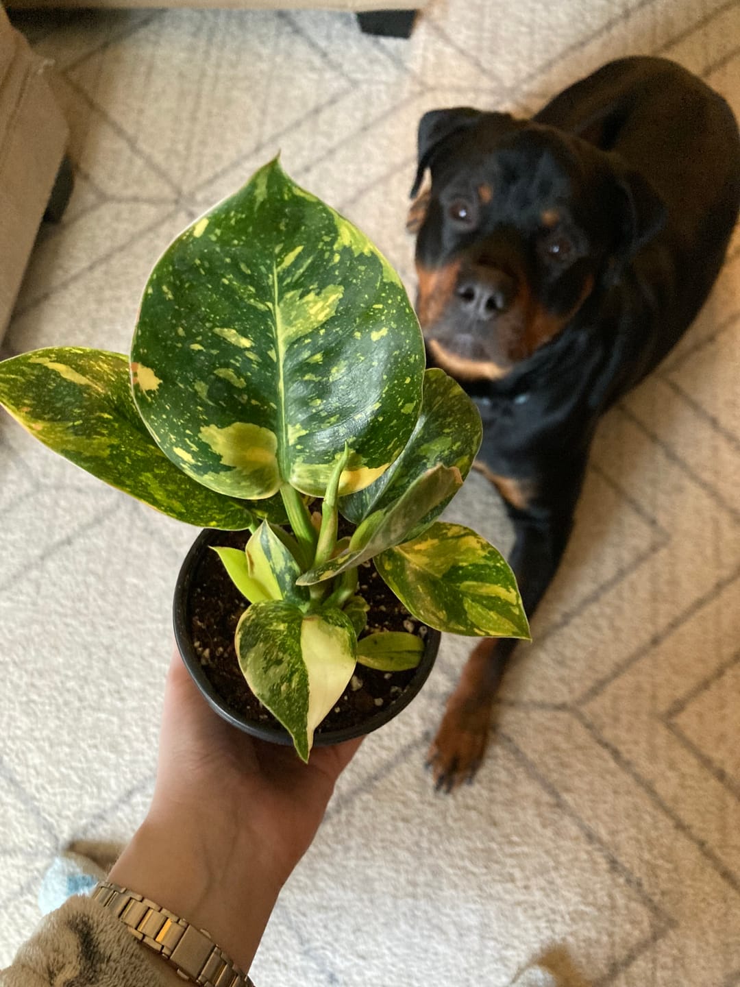 Customer photo review of Philodendron 'Congo Nuclear'