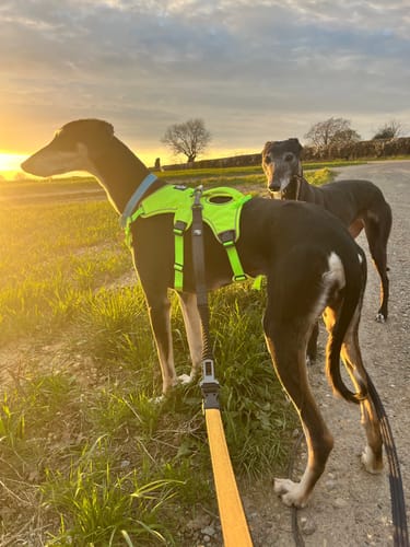 Customer photo review of Escape proof Harness (3 Strap)