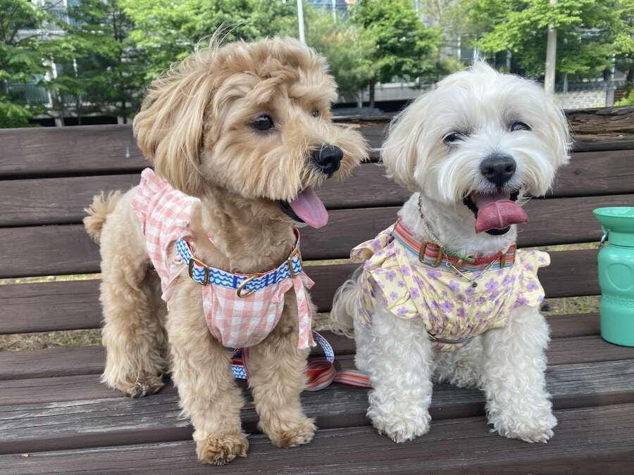 Customer photo review of Gentle Leash_Forest