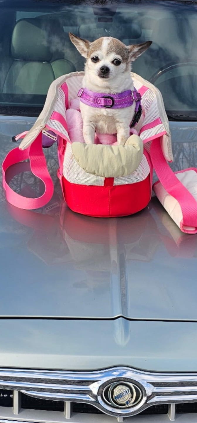 Customer photo review of Brisbane Bag_Flamingo Pink