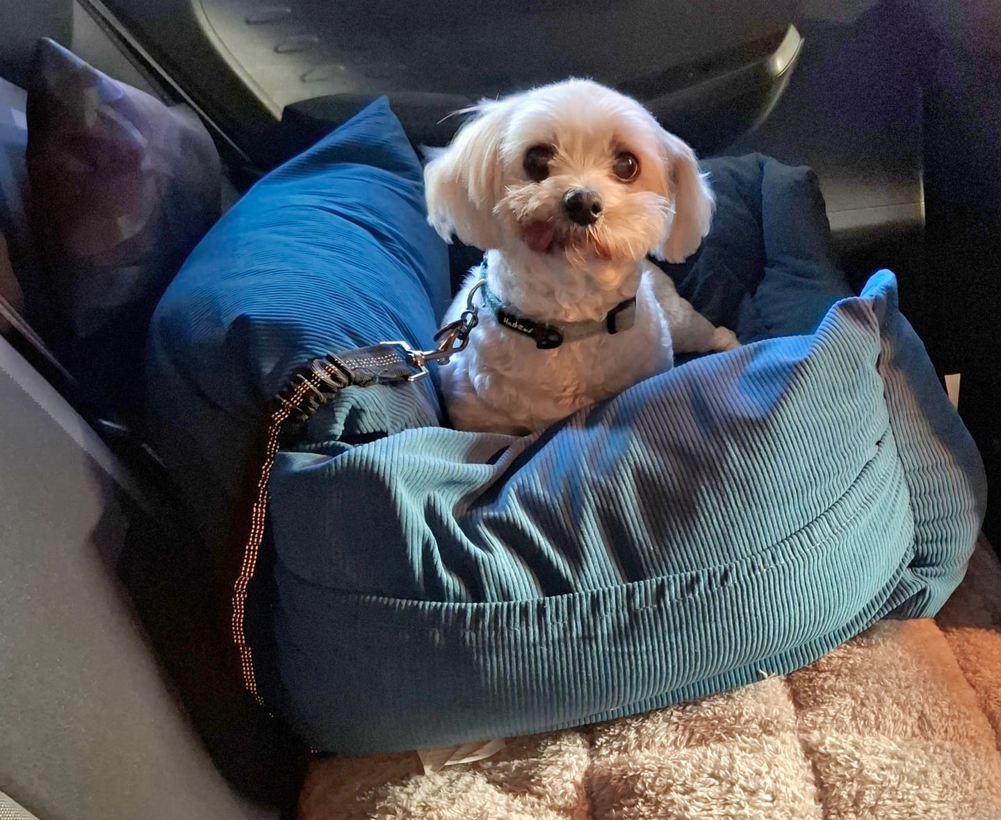 Customer photo review of Dog Car Booster Seat