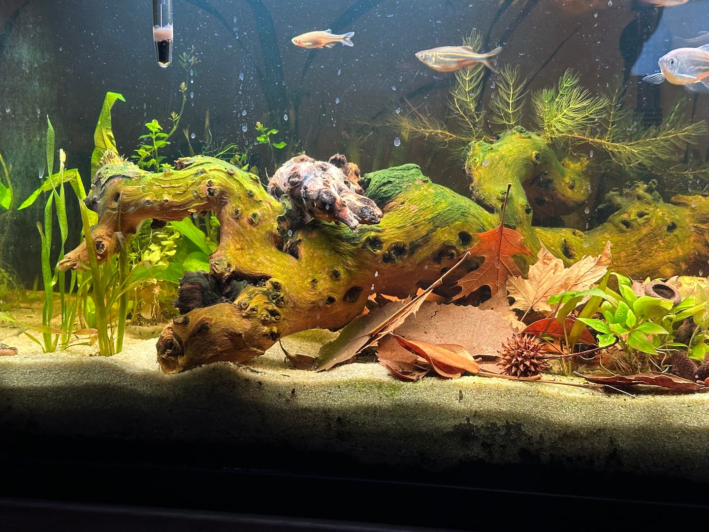 Customer photo review of Northfin Kelp Wafers 14mm
