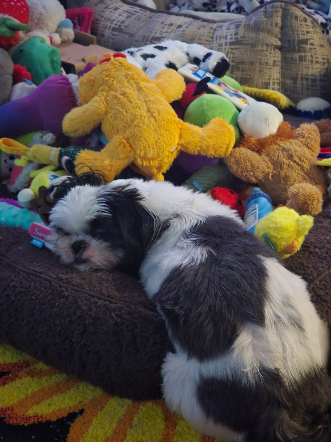 Customer photo review of KING KALM CBD 75mg - Cat & Small Dog Formula  20lbs or less