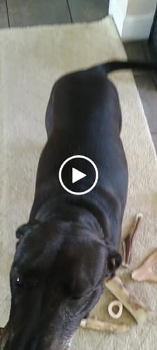 Customer video review of Ostrich Wing Bone (13" x 1.5"): The Ultimate Long-Lasting Chew for Small Dogs & Light Chewers