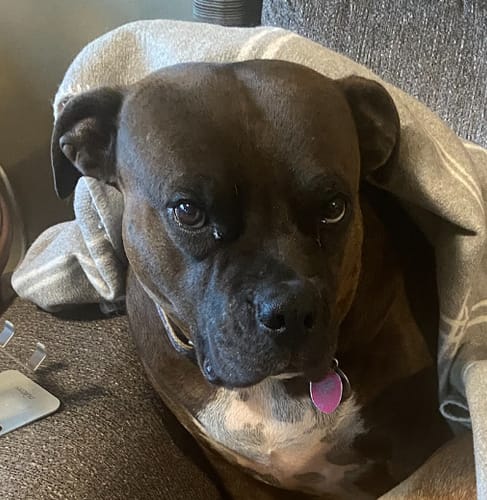 Customer photo review of OptiWize Collagen +Plus Dog and Cat Joint Health Supplement