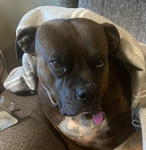Customer photo review of OptiWize Collagen +Plus Dog and Cat Joint Health Supplement