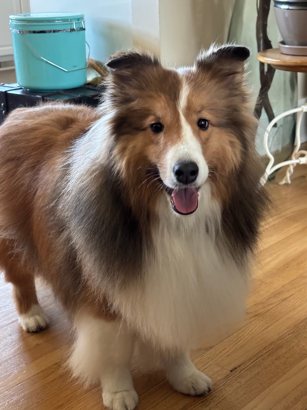 Customer photo review of 6 Inch Thick Bully Stick