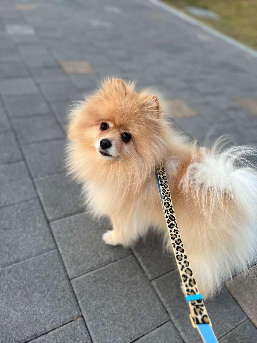 Customer photo review of Gentle Collar Dual_Signature