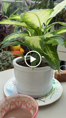 Customer video review of PlantWave