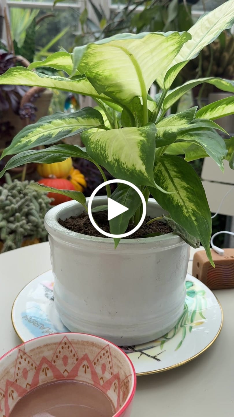 Customer video review of PlantWave