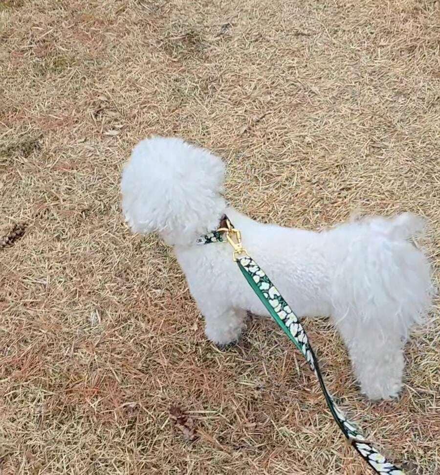 Customer photo review of Gentle Collar Dual_Surfrider