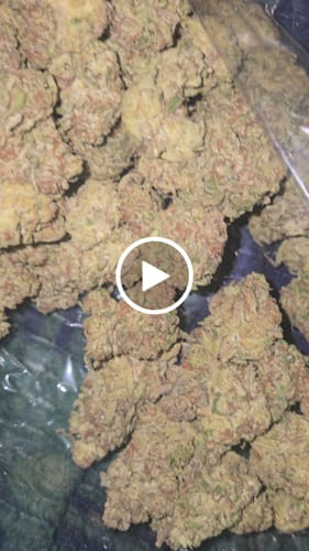 Permanent Runtz Indoor - 14 Grams Minis - Indica photo review
