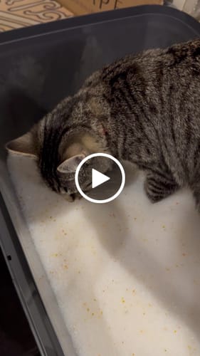 Customer video review of 1 Month Supply – 2 Cat