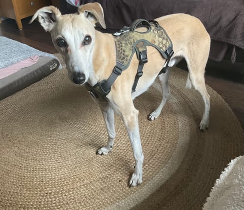 Customer photo review of Escape proof Harness (3 Strap)