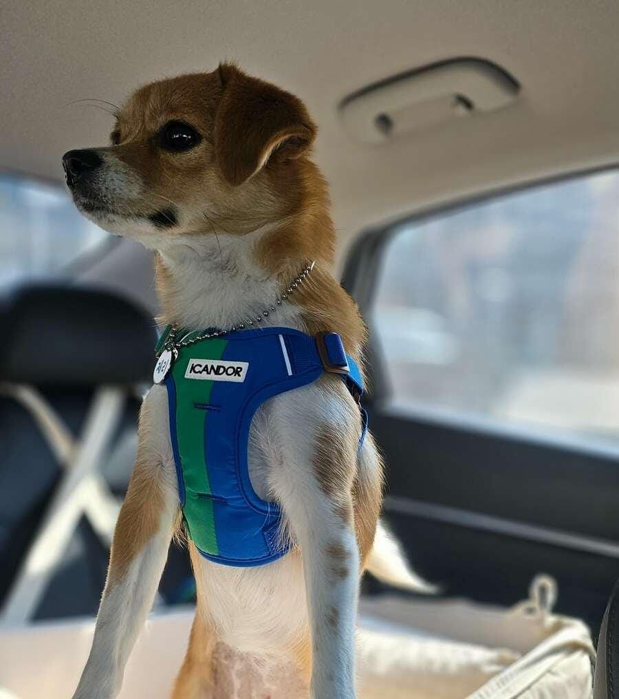 Customer photo review of Snuggle Harness_Sunset