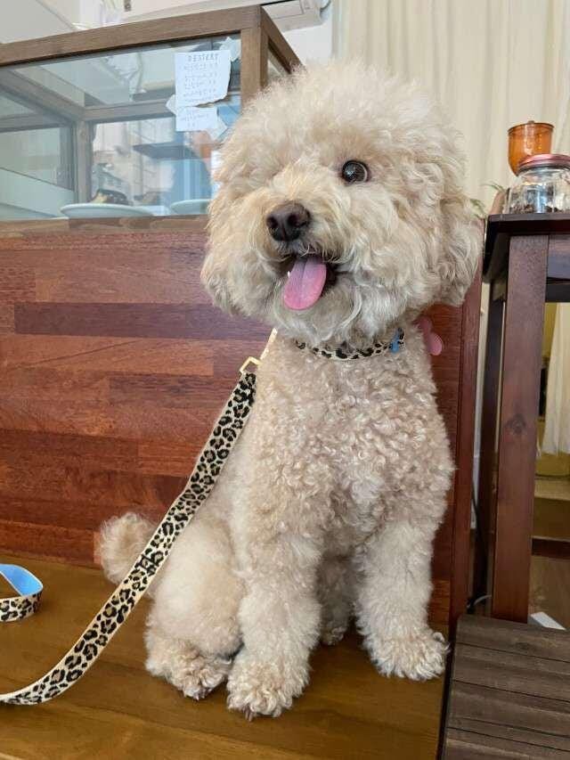 Customer photo review of Gentle Collar Dual_Leopard