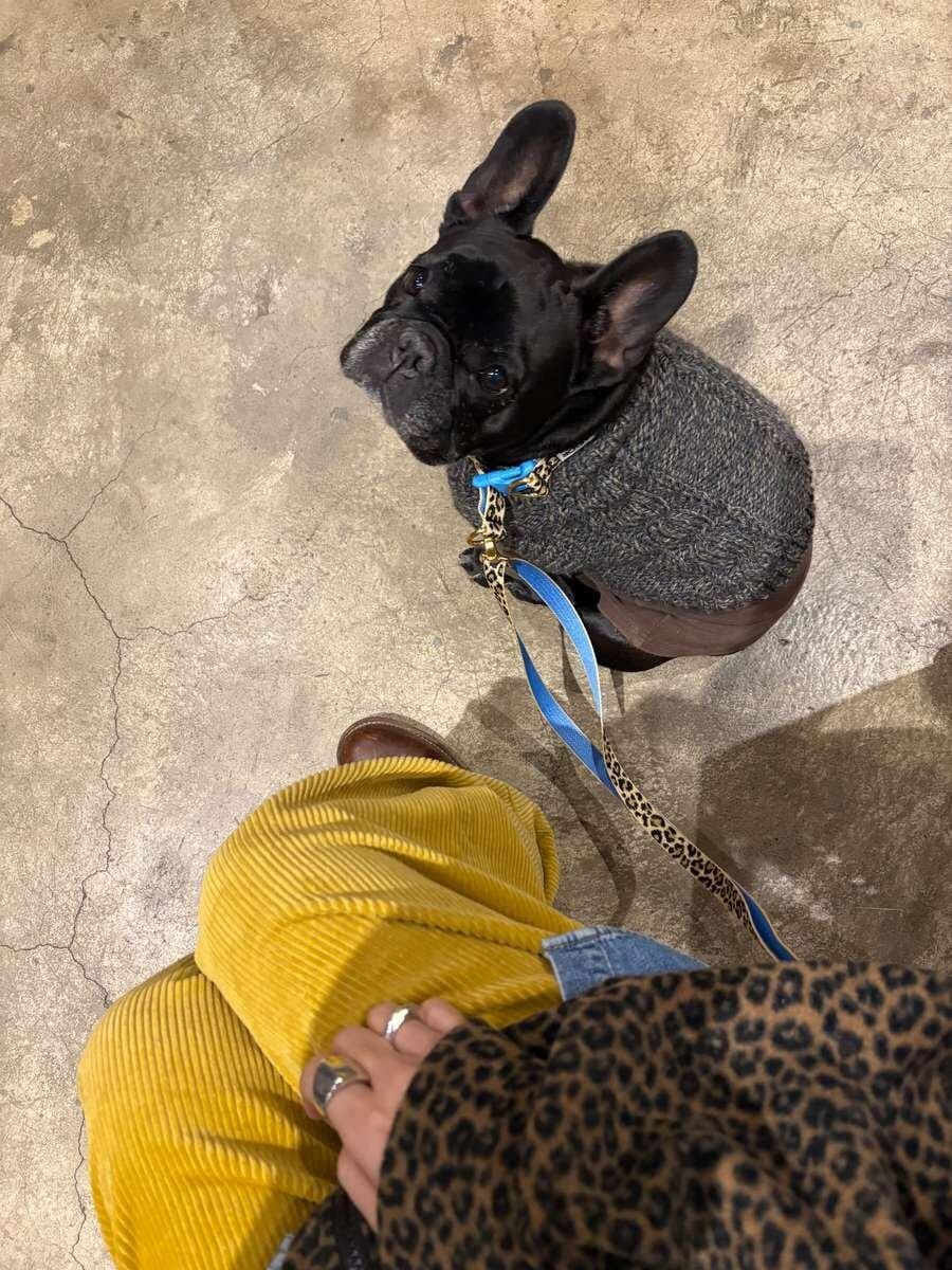 Customer photo review of Gentle Leash Bolt, Long_Big Fish