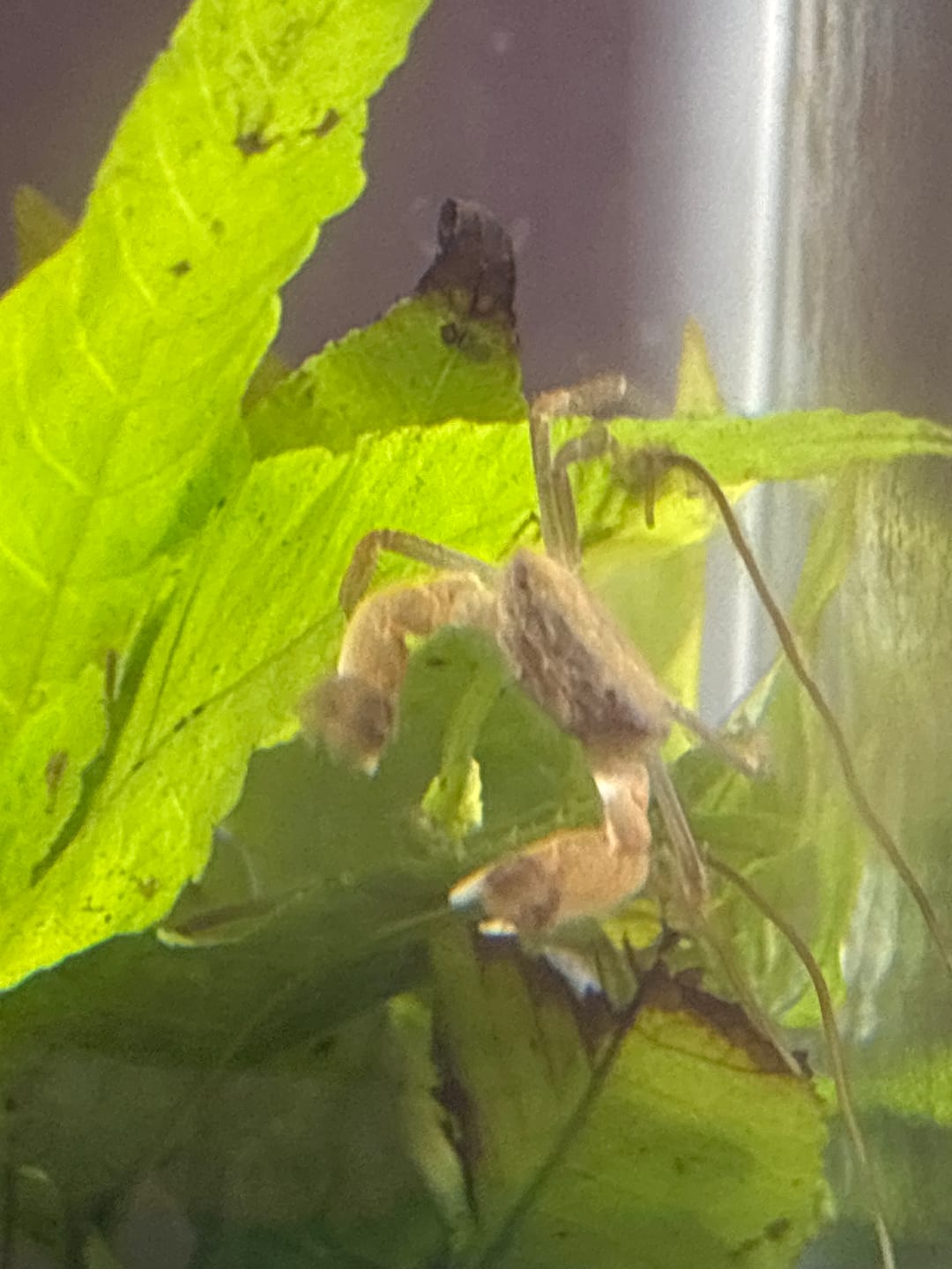 Customer photo review of Freshwater Pom Pom Crab (Ptychognathus barbatus)