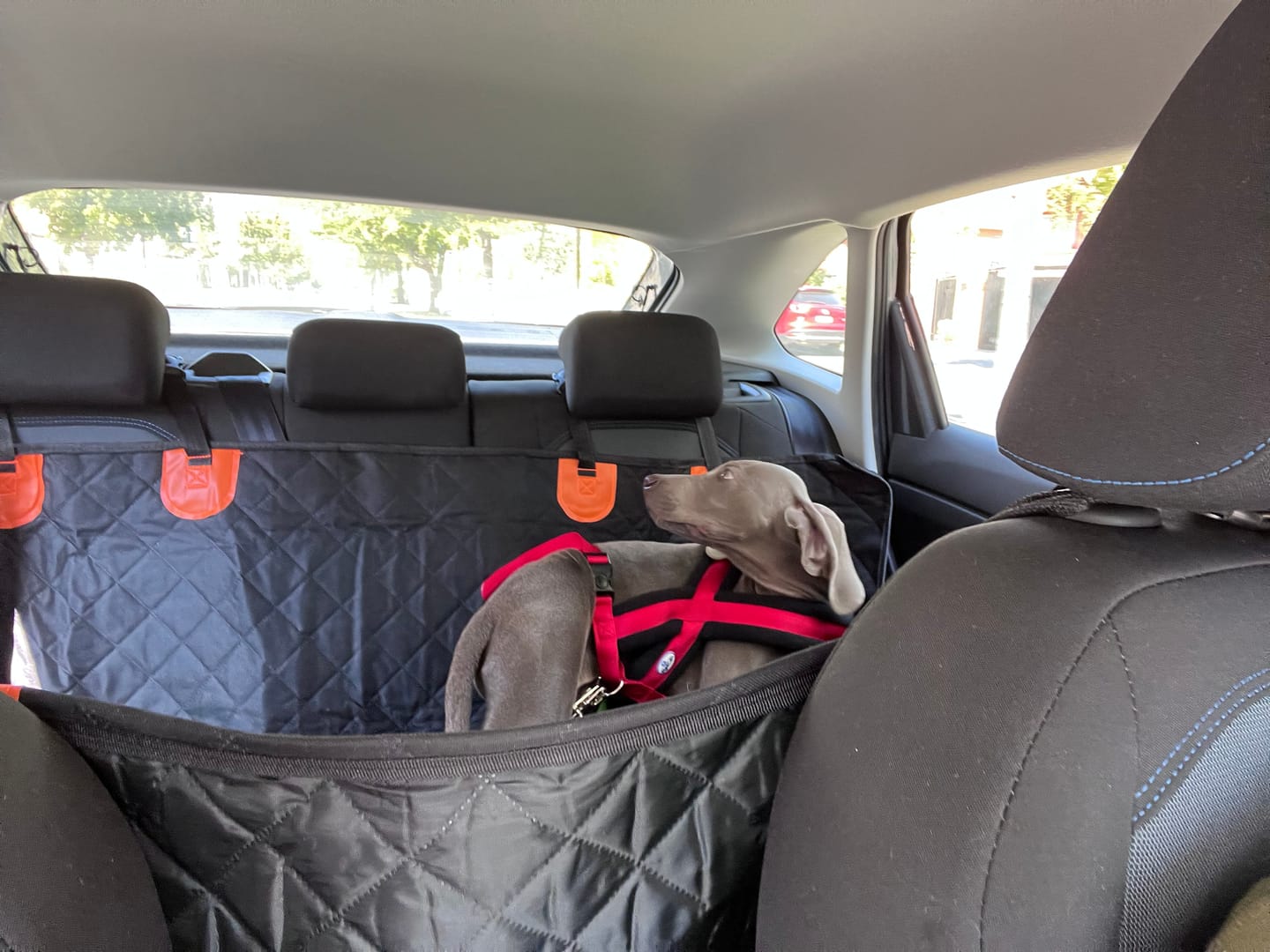 Customer photo review of Funda Impermeable THE DOGS — Auto limpio, perro seguro