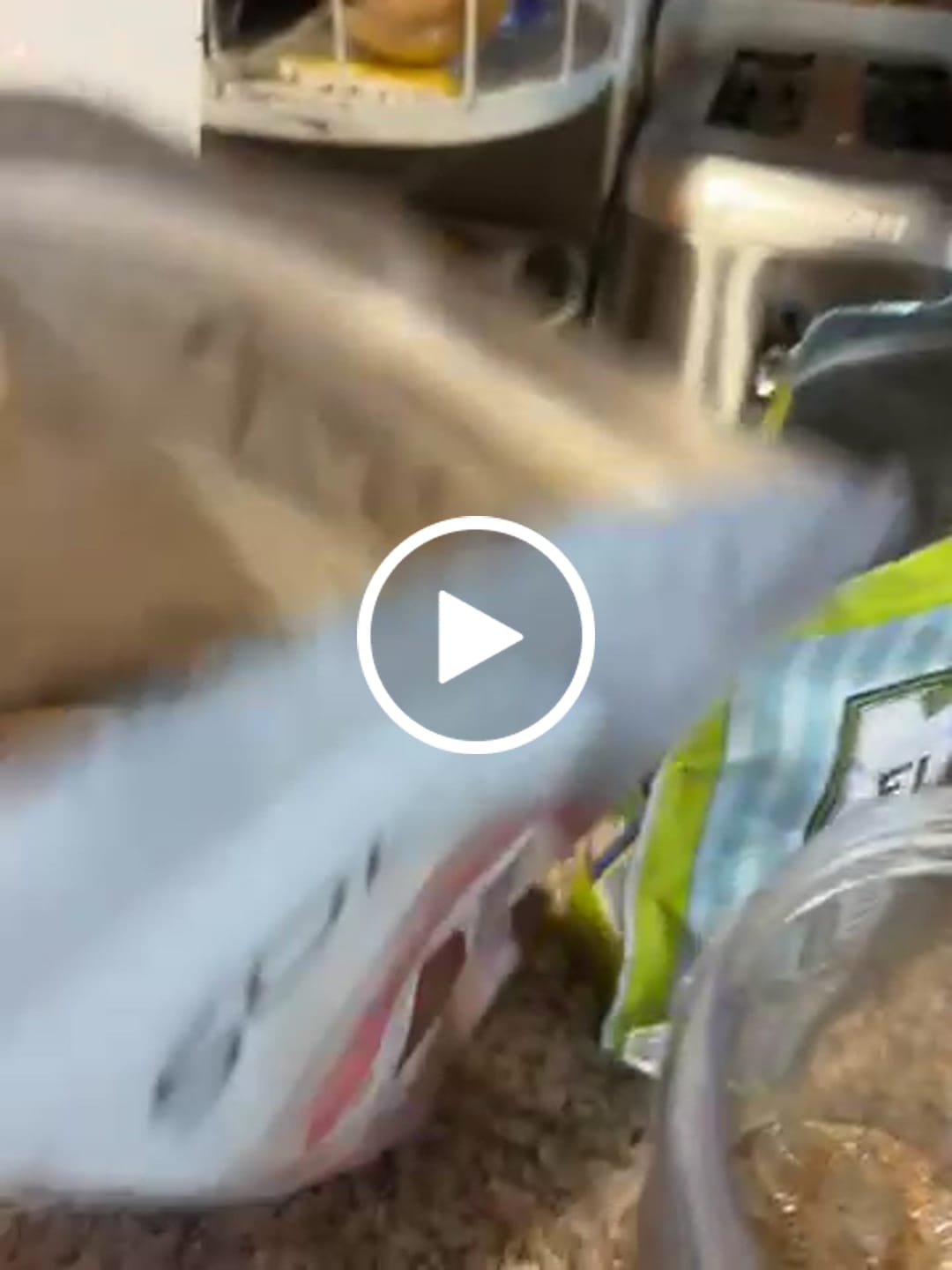 Customer video review of Lean Plant Protein