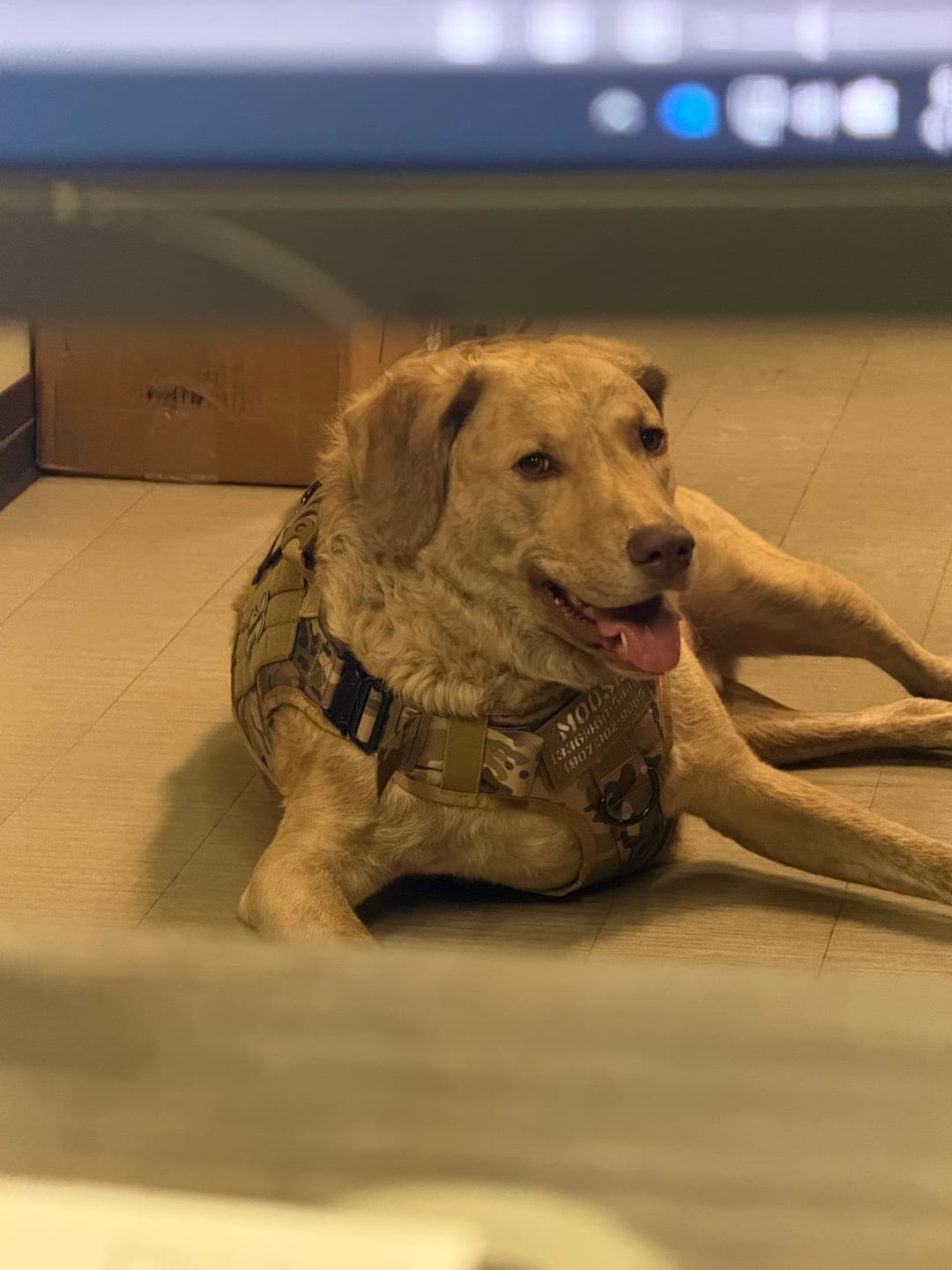 Customer photo review of Classic Heavy-Duty Tactical No-Pull Team K9™ Dog Harness With Front & Back D-Rings, Quick-Release Metal-Buckles, Hook & Loop Panels, & Top Handle