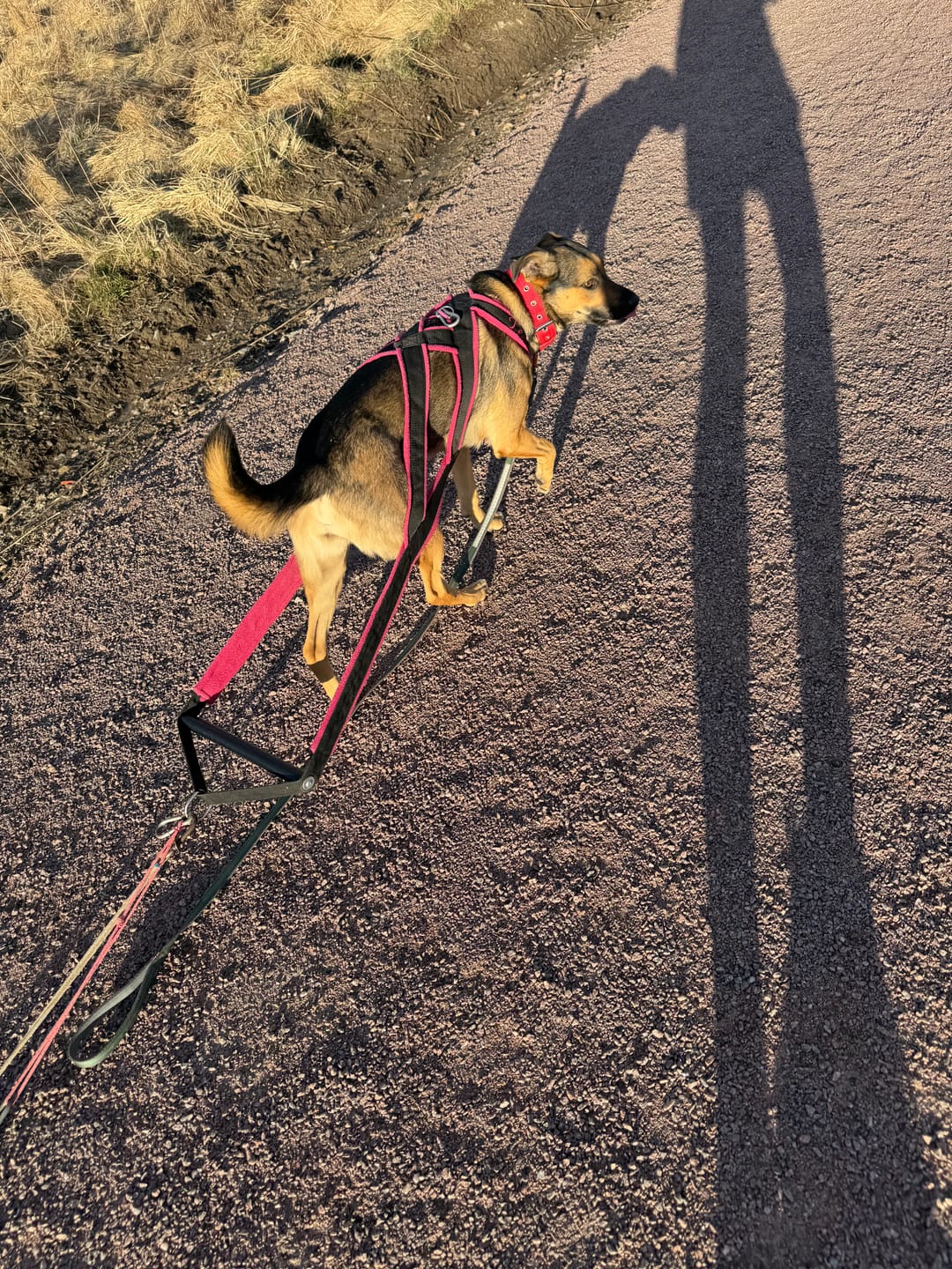 Customer photo review of Hundfoder Lamm & Ris, 11kg