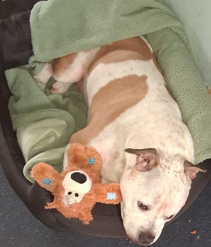 Customer photo review of Teddy Bear Sherpa Blanket (150x100cm)