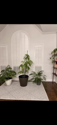 Reviewer's three potted houseplants, including a tall pothos, in a room before a growth spurt from using Plant Food.